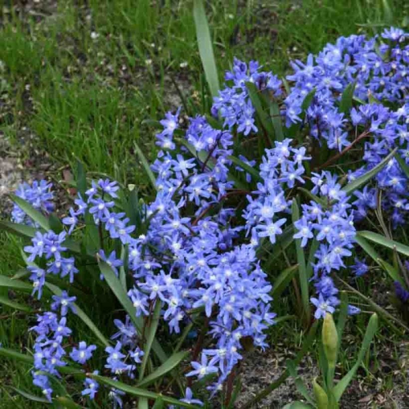 Chionodoxa sardensis - Gloire des neiges (Port)