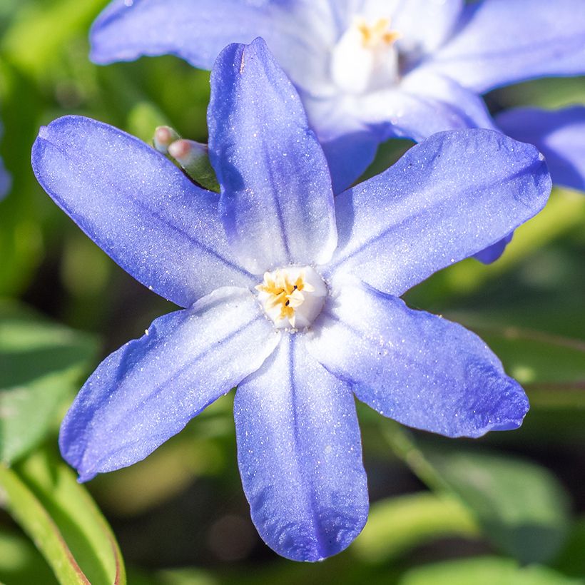 Chionodoxa sardensis - Gloire des neiges (Floraison)