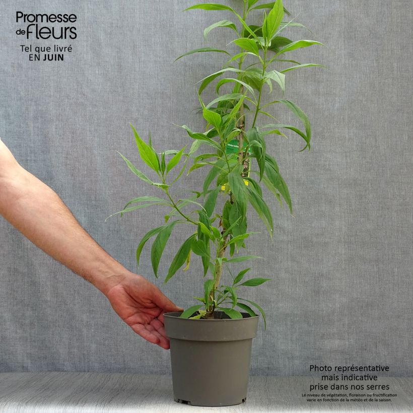Spécimen de Chitalpa de Taschkent - Chitalpa tashkentensis Summer Bells Minsum Pot de 2L/3L tel que livré en été