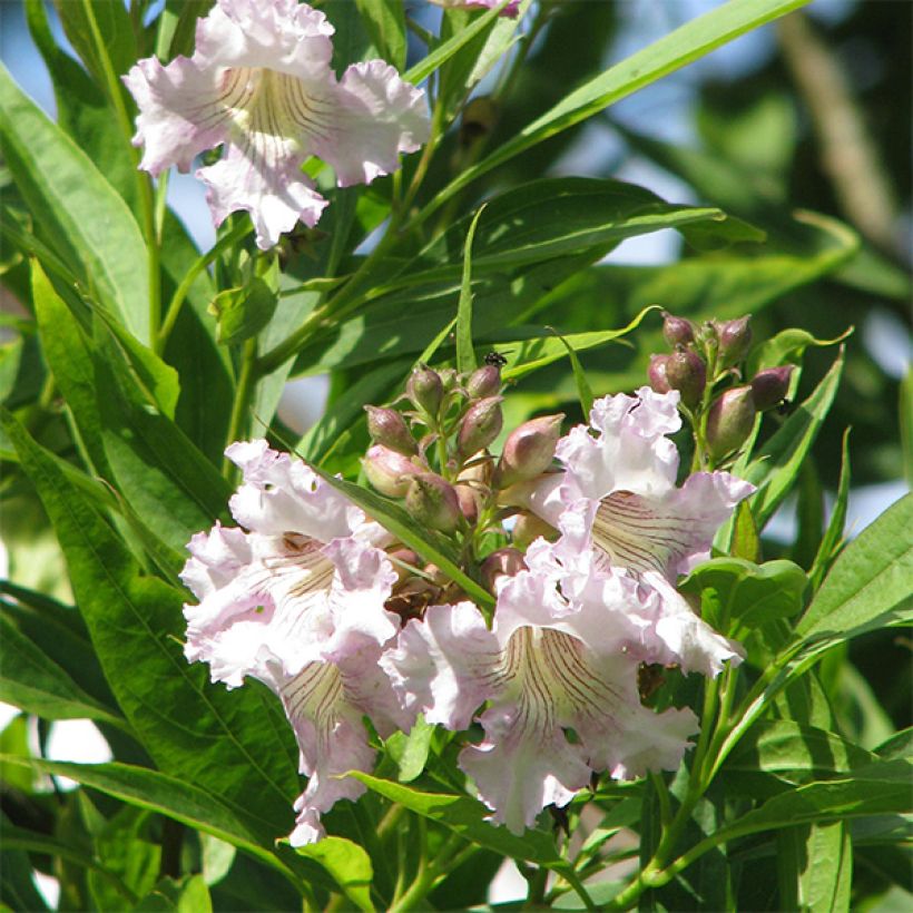 Chitalpa tashkentensis (Floraison)