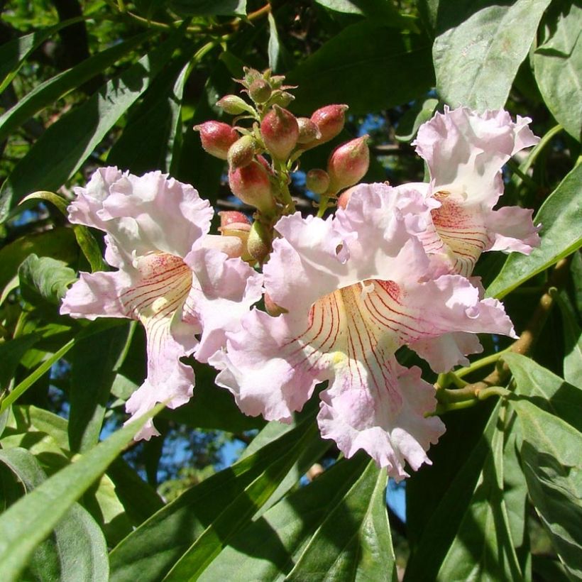 Chitalpa de Taschkent - Chitalpa tashkentensis Summer Bells Minsum (Floraison)