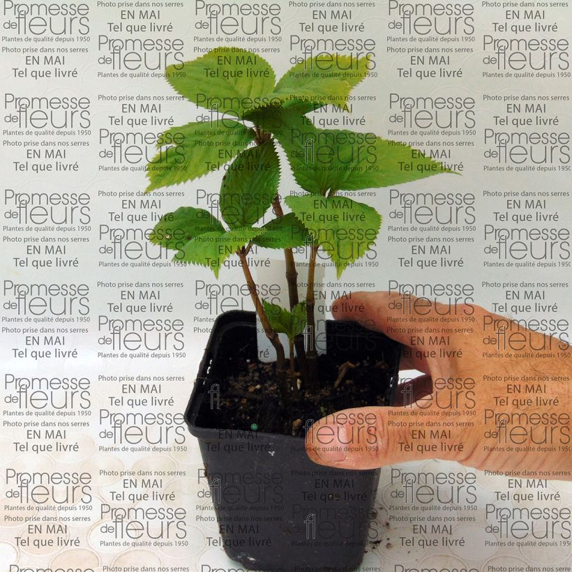 Exemple de spécimen de Chloranthus fortunei Godet de 9cm tel que livré
