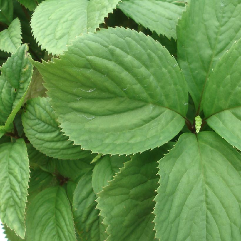 Chloranthus fortunei (Feuillage)