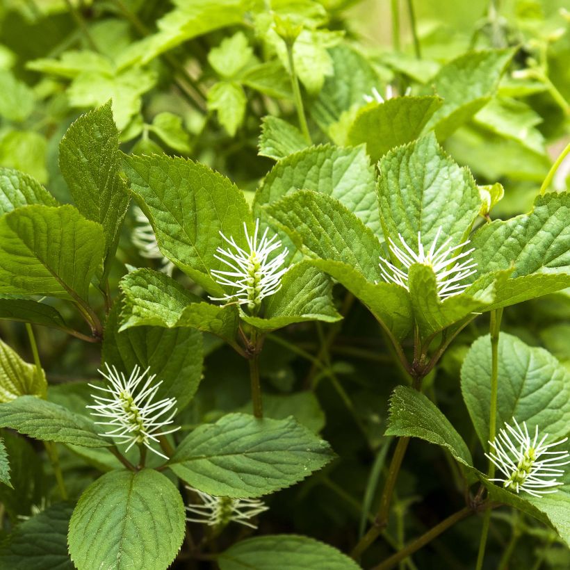 Chloranthus fortunei (Floraison)