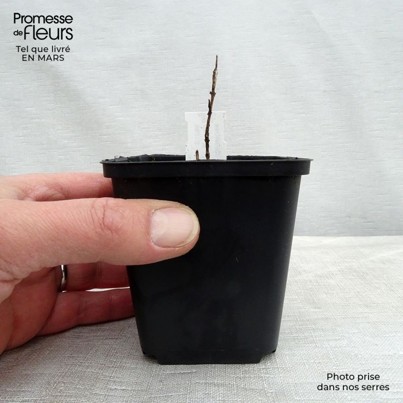Spécimen de Chlorantus japonicus Godet de 9cm tel que livré au printemps