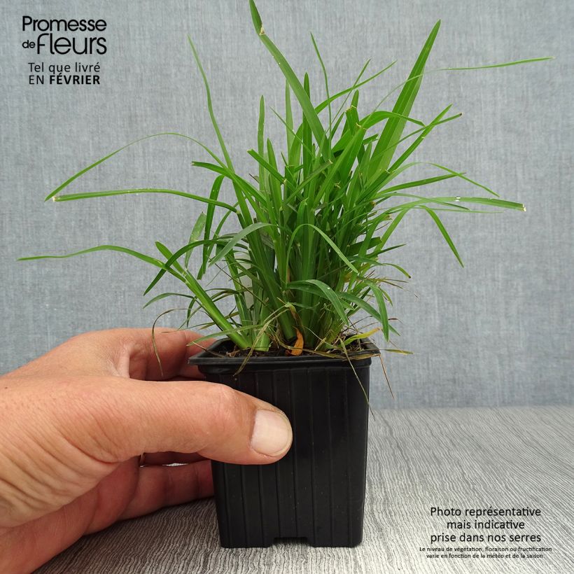 Spécimen de Chloris distichophylla Godet de 8/9 cm tel que livré en automne