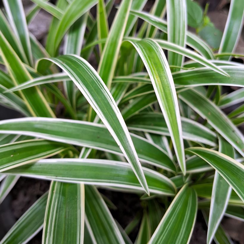 Chlorophytum Irish - Plante araignée (Feuillage)