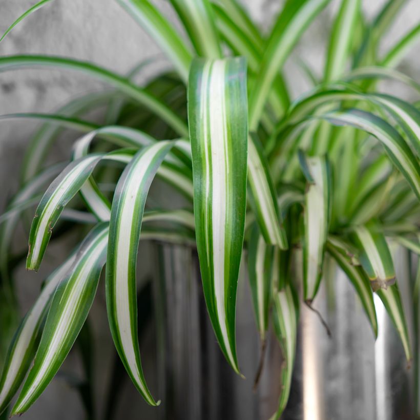 Chlorophytum Variegatum - Plante araignée panachée (Feuillage)