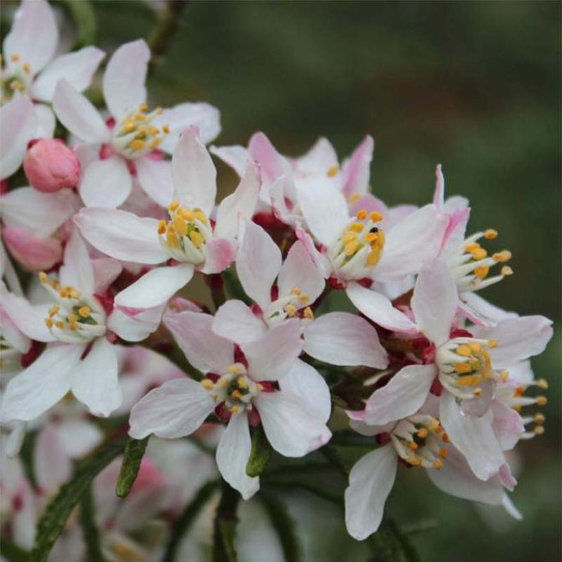 Choisya Apple Blossom - Oranger du Mexique  (Floraison)