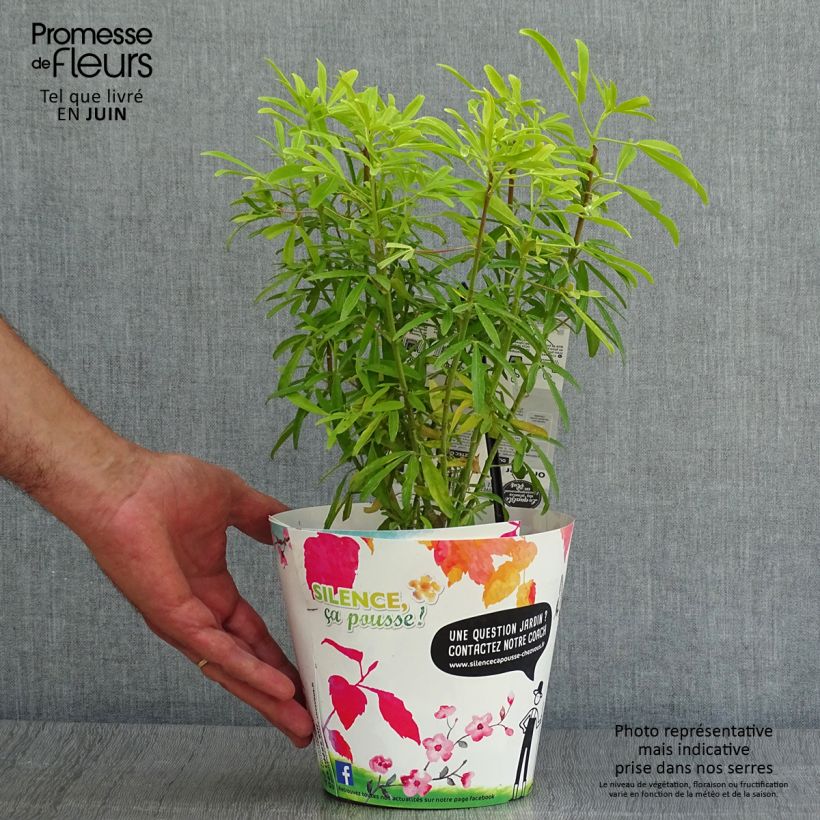 Spécimen de Choisya Aztec Gold - Oranger du Mexique Pot de 2L/3L tel que livré en été