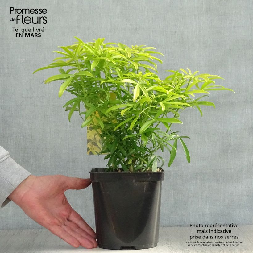 Spécimen de Choisya Aztec Gold - Oranger du Mexique en pot de 2/L/3L tel que livré au printemps
