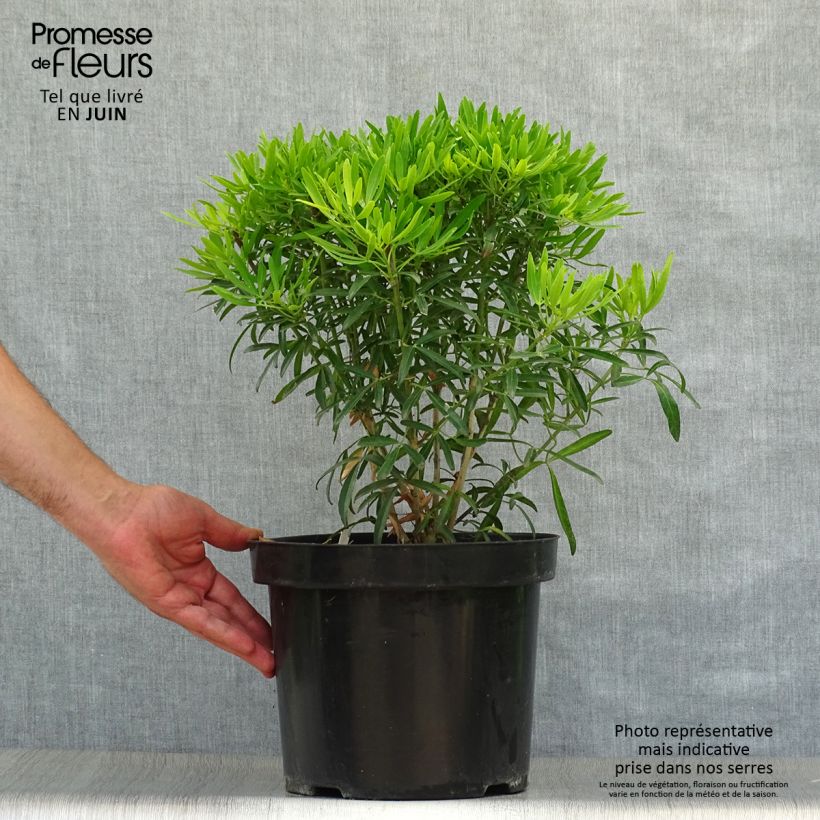 Spécimen de Choisya Aztec Gold - Oranger du Mexique Pot de 7,5L/10L tel que livré en été
