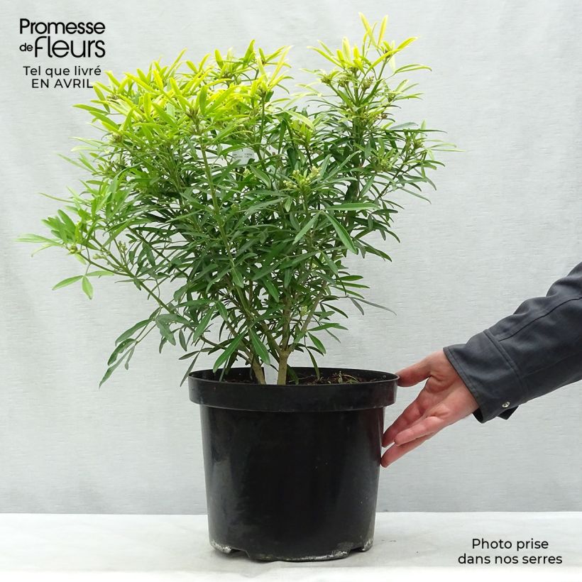 Spécimen de Choisya Aztec Gold - Oranger du Mexique en pot de 7,5/10L tel que livré au printemps