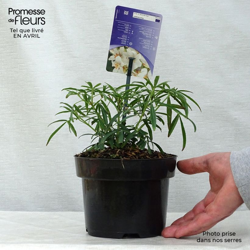 Spécimen de Choisya Aztec Pearl - Oranger du Mexique en pot de 2L/3L tel que livré au printemps