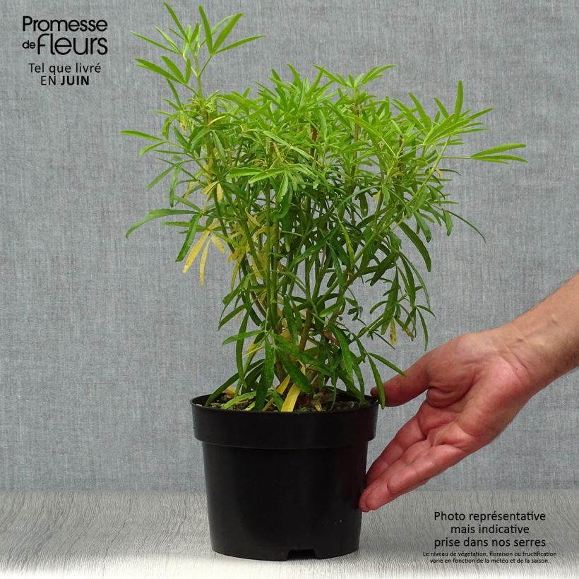 Spécimen de Choisya Aztec Pearl - Oranger du Mexique Pot de 2L/3L tel que livré en été