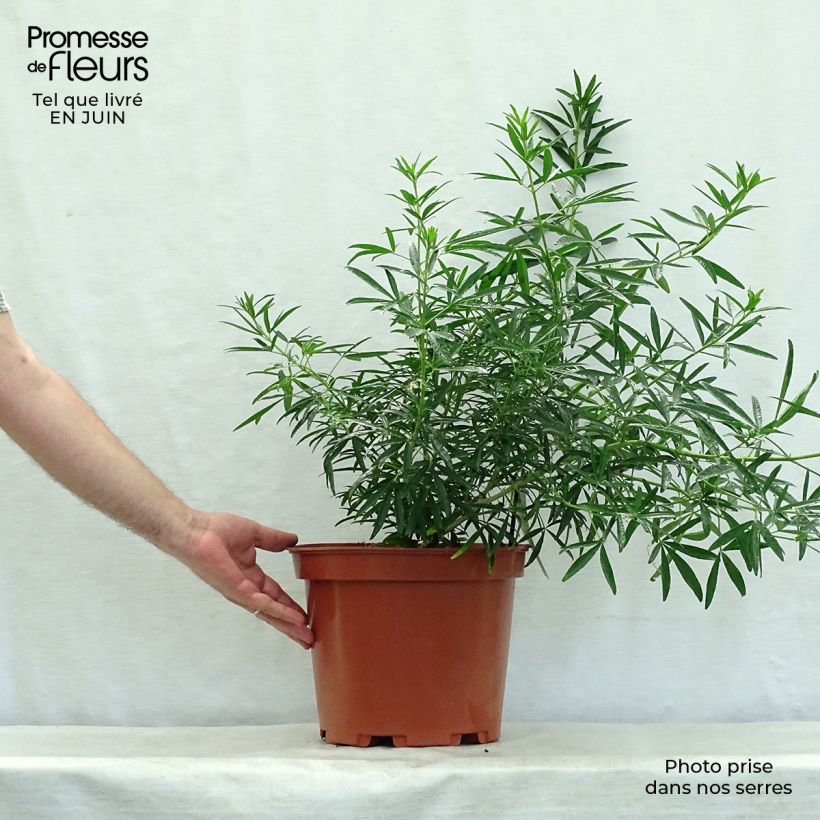 Spécimen de Choisya Aztec Pearl - Oranger du Mexique Pot de 7,5L/10L tel que livré en été