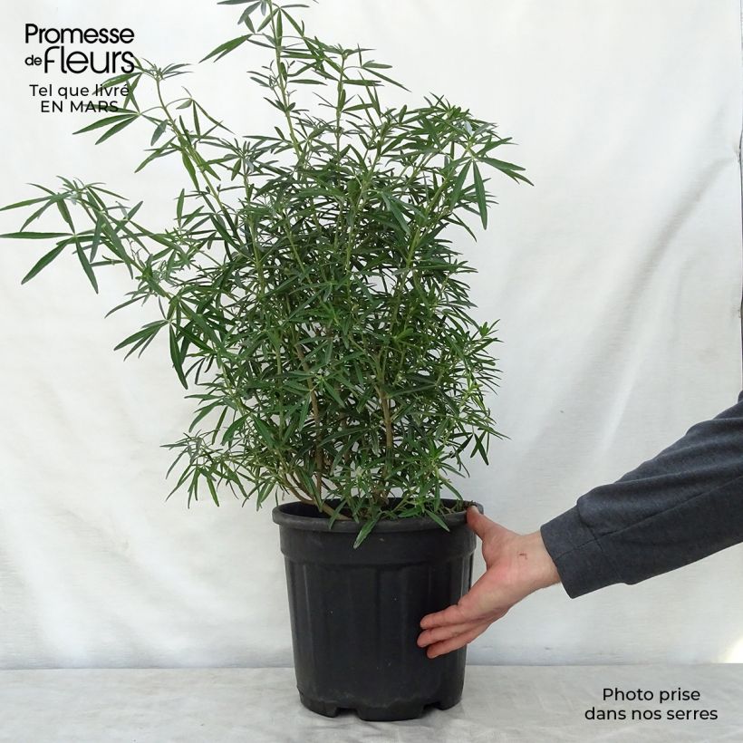 Spécimen de Choisya Aztec Pearl - Oranger du Mexique en pot de 7,5L/10L tel que livré au printemps