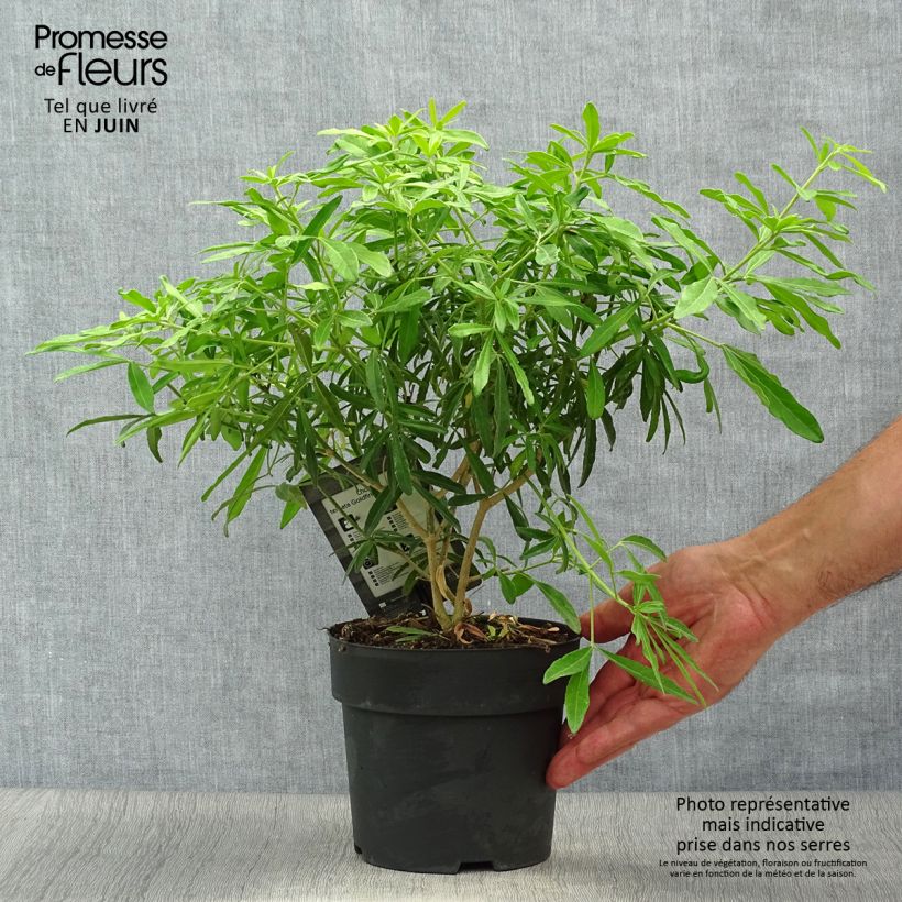 Spécimen de Choisya Goldfinger - Oranger du Mexique Pot de 1,5L/2L tel que livré en été