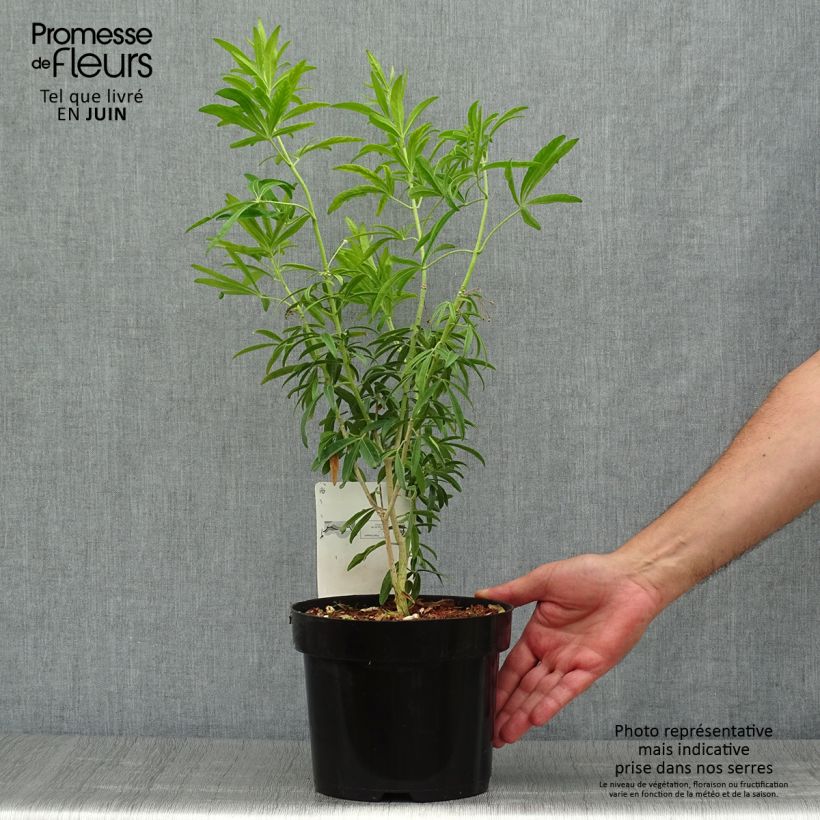 Spécimen de Choisya Goldfinger - Oranger du Mexique Pot de 3L/4L tel que livré en été