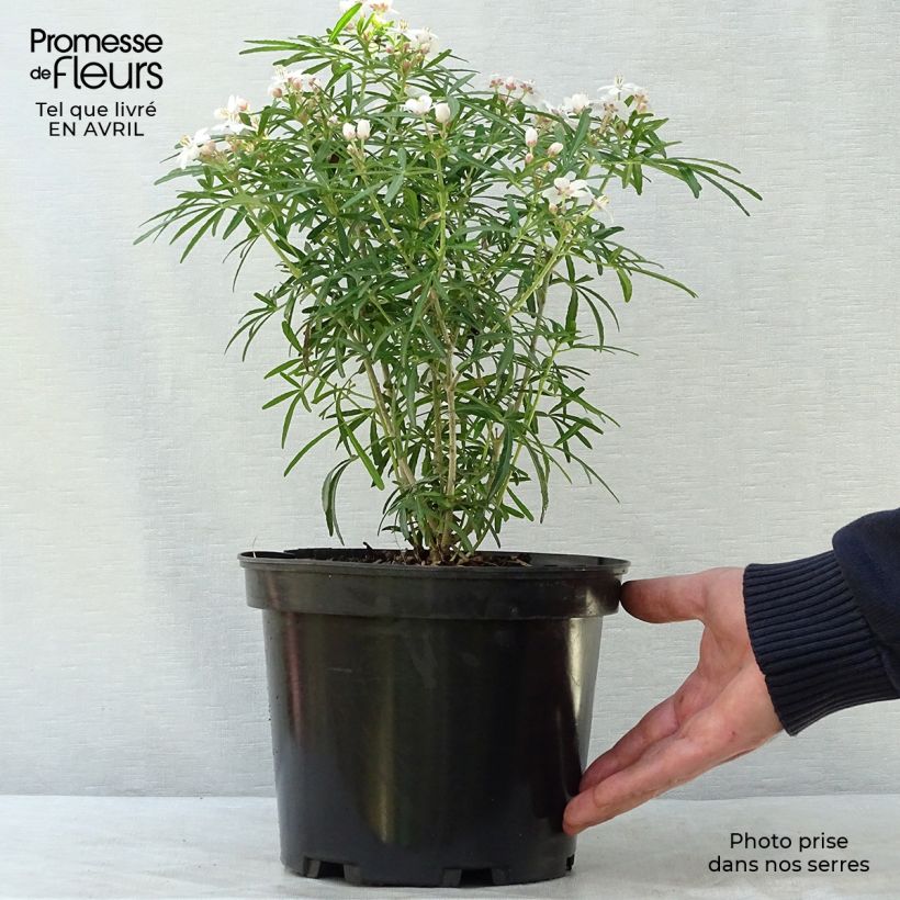 Spécimen de Choisya Scented Gem - Oranger du Mexique Pot de 2L/3L tel que livré au printemps
