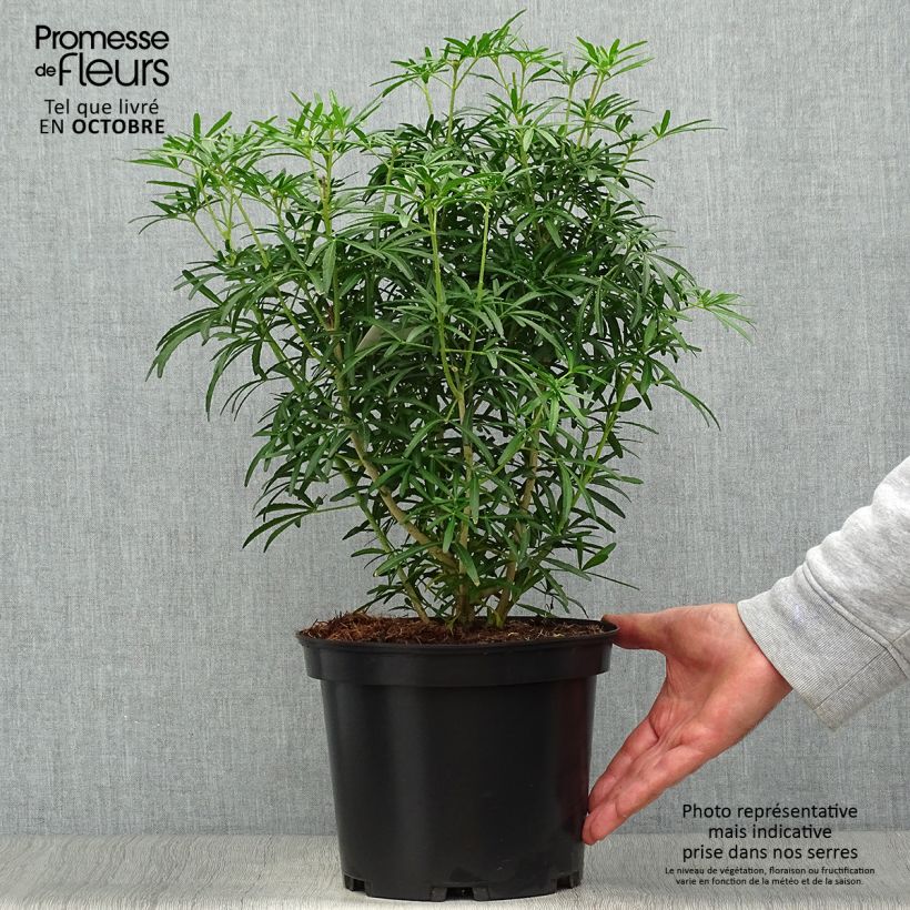 Spécimen de Choisya Scented Gem - Oranger du Mexique Pot de 2L/3L tel que livré en automne