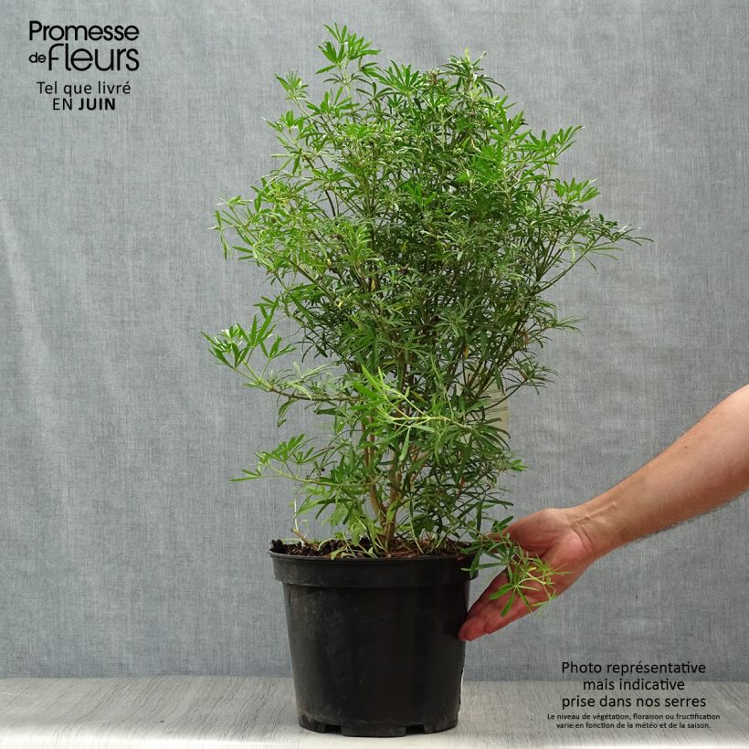Spécimen de Choisya White Dazzler - Oranger du Mexique nain Pot de 7,5L/10L tel que livré en été