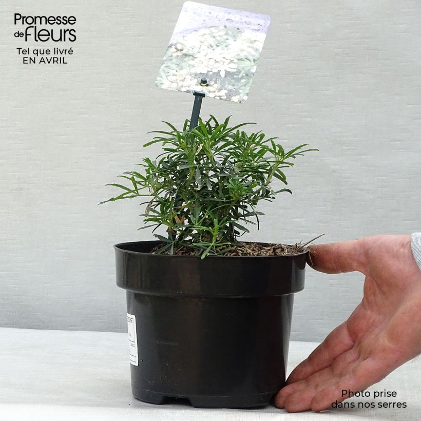 Spécimen de Choisya White Dazzler - Oranger du Mexique nain Pot de 2L/3LHauteur livrée env. 20/30cm tel que livré au printemps