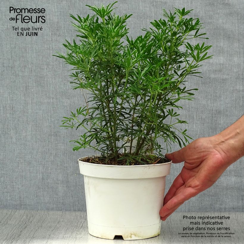 Spécimen de Choisya White Dazzler - Oranger du Mexique nain Pot de 2L/3L tel que livré en été