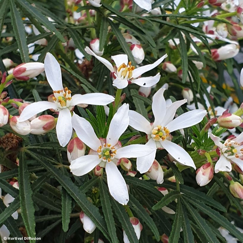 Choisya Little Bee - Oranger du Mexique (Floraison)