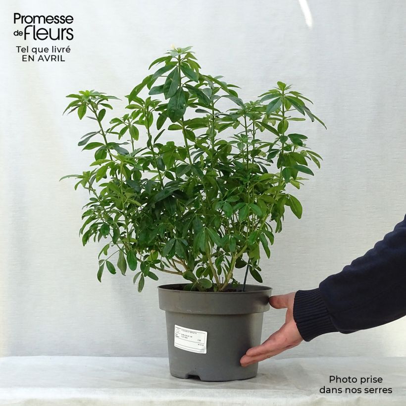 Spécimen de Choisya ternata - Oranger du Mexique 40/50 cm en pot de 4L/5L tel que livré au printemps