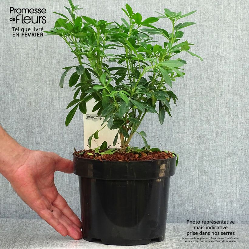Spécimen de Choisya ternata - Oranger du Mexique Pot de 4L/5L tel que livré en automne