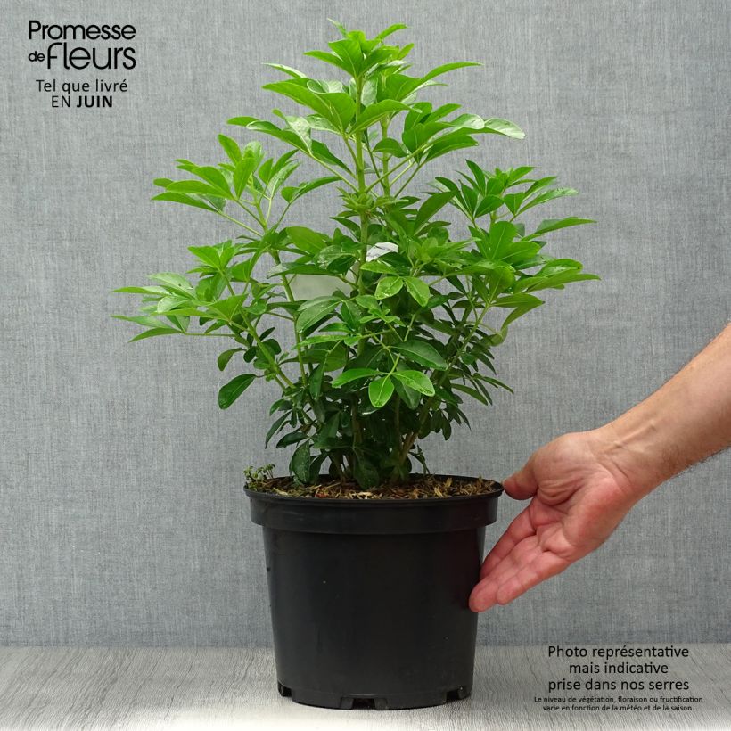 Spécimen de Choisya ternata - Oranger du Mexique Pot de 4L/5L tel que livré en été