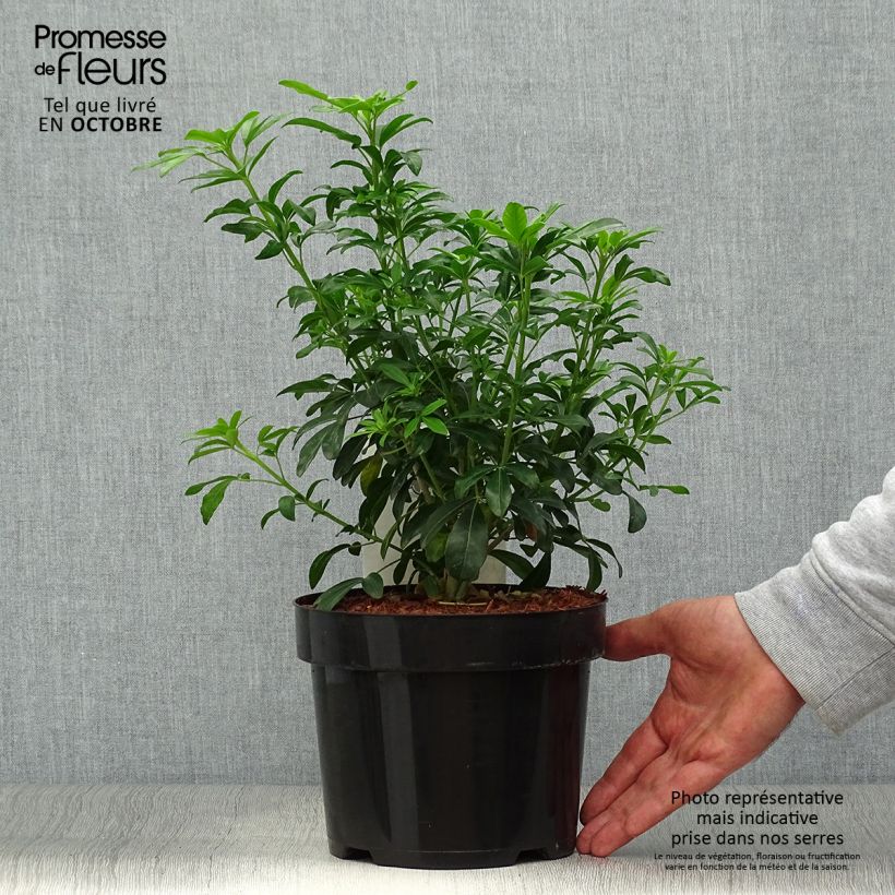 Spécimen de Choisya ternata - Oranger du Mexique Pot de 2L/3L tel que livré en automne