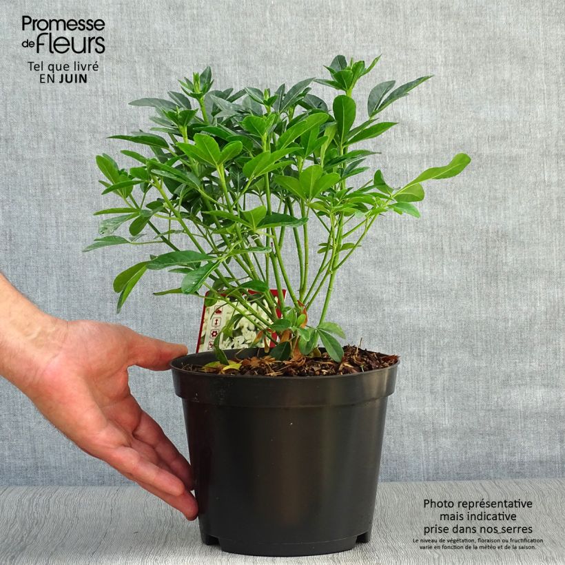 Spécimen de Choisya ternata - Oranger du Mexique Pot de 2L/3L tel que livré en été