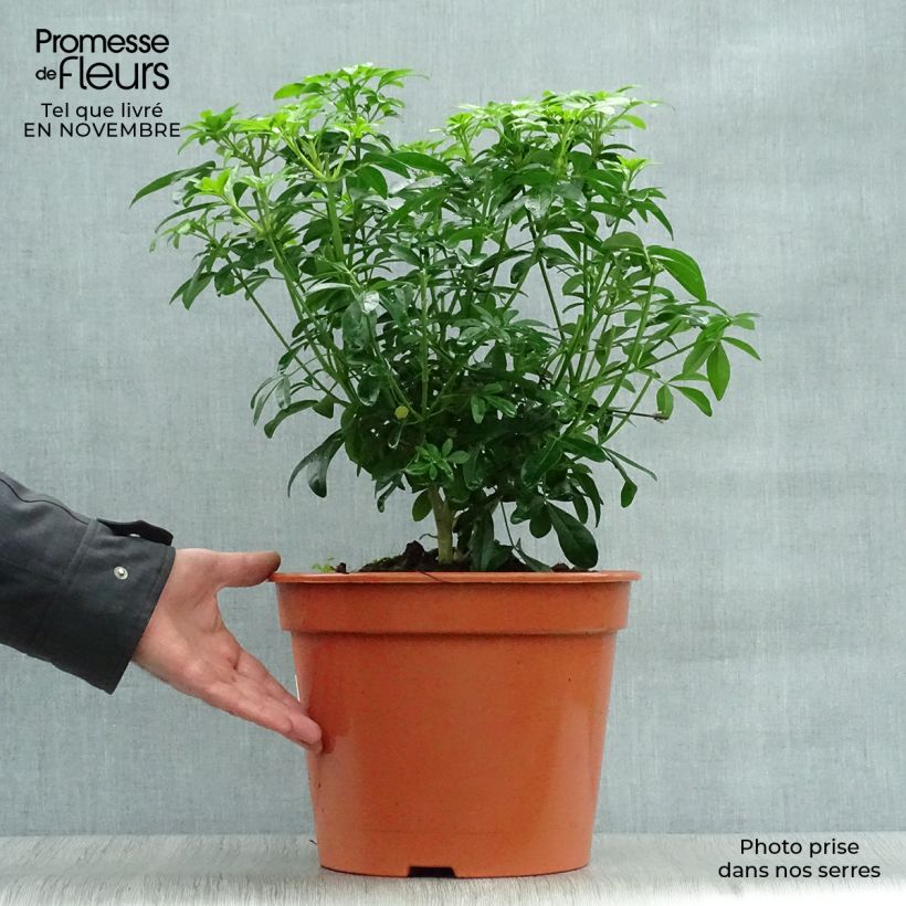 Spécimen de Choisya ternata - Oranger du Mexique Pot de 7,5L/10L tel que livré en automne