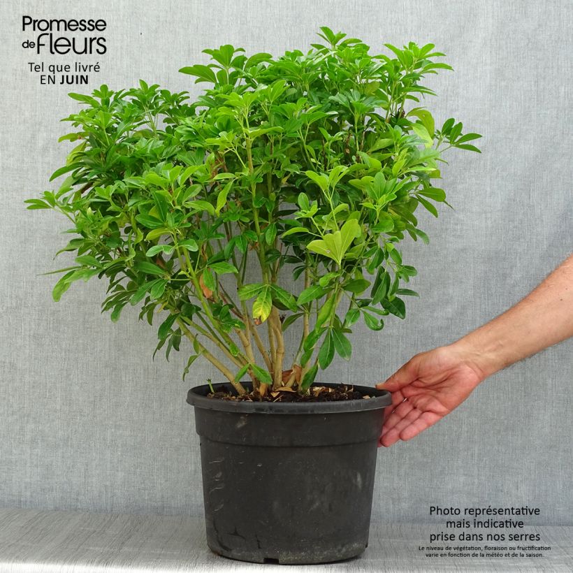 Spécimen de Choisya ternata - Oranger du Mexique Pot de 7,5L/10L tel que livré en été