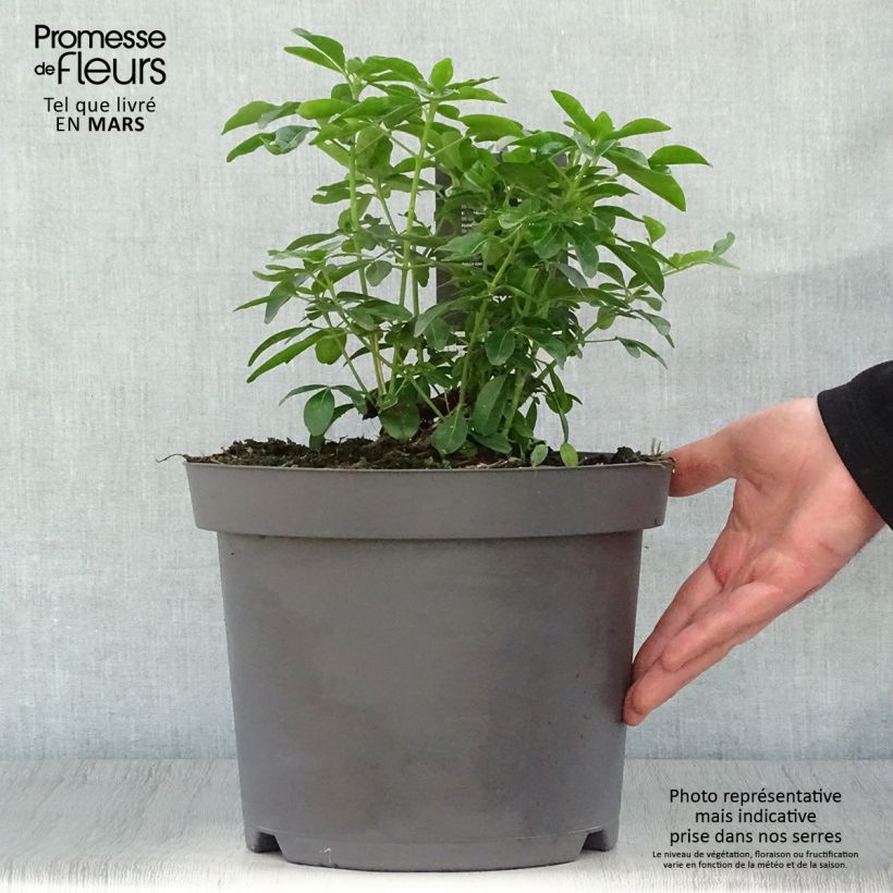 Spécimen de Choisya ternata - Oranger du Mexique en pot de 7,5 ou 10L tel que livré au printemps