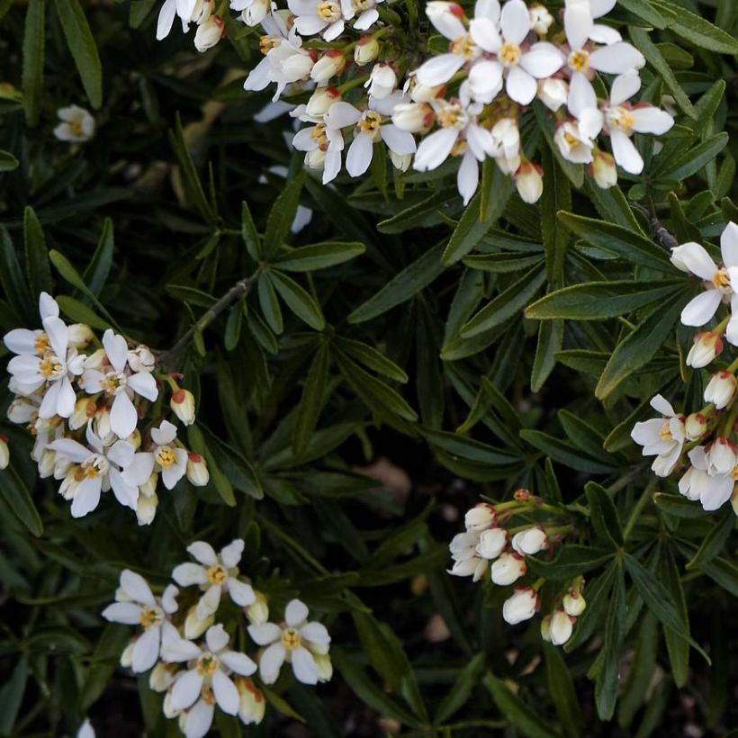 Choisya ternata Snow Flurries  - Oranger du Mexique (Feuillage)