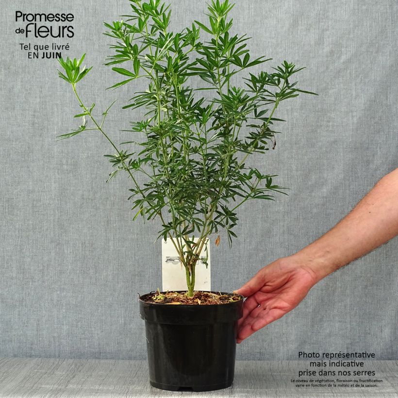 Spécimen de Choisya ternata Snow Flurries  - Oranger du Mexique Pot de 2L/3L tel que livré en été