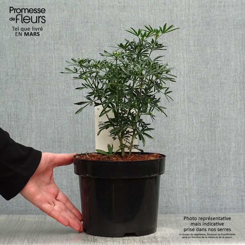 Spécimen de Choisya ternata Snow Flurries  - Oranger du Mexique Pot de 2L/3L tel que livré au printemps