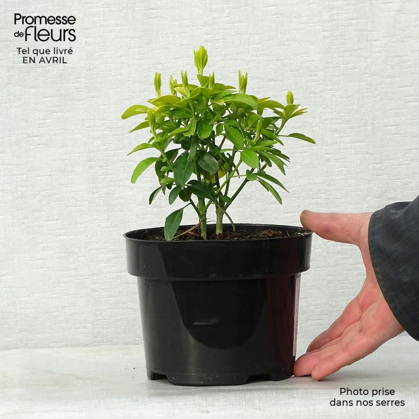 Spécimen de Choisya ternata Sundance - Oranger du Mexique Pot de 2L/3LHauteur livrée env. 20/30cm tel que livré au printemps