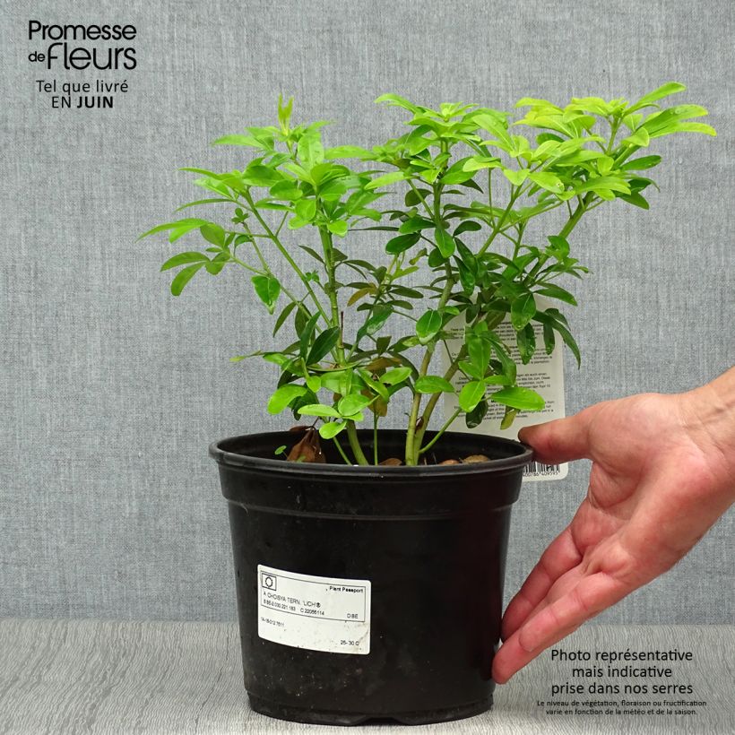 Spécimen de Choisya ternata Sundance - Oranger du Mexique Pot de 2L/3L tel que livré en été