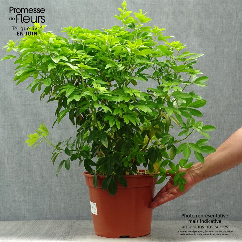 Spécimen de Choisya ternata Sundance - Oranger du Mexique Pot de 7,5L/10L tel que livré en été