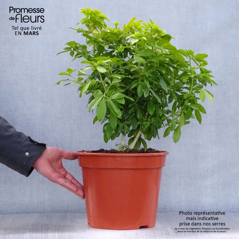 Spécimen de Choisya ternata Sundance - Oranger du Mexique en pot de 7,5L/10L tel que livré au printemps