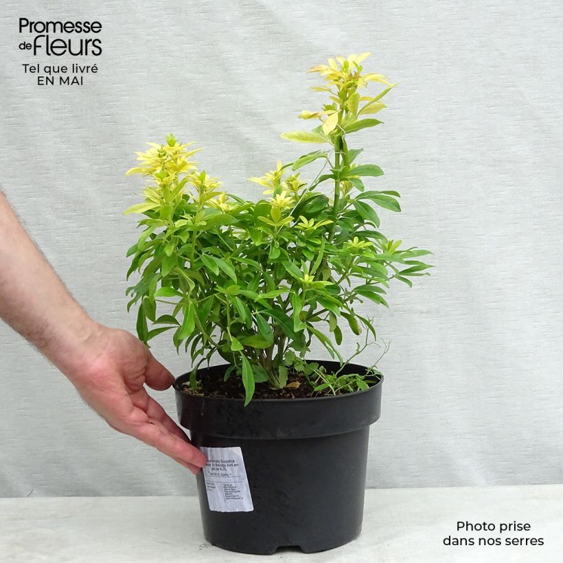 Spécimen de Choisya ternata Sundance - Oranger du Mexique livré en pot de 4L/5L tel que livré au printemps