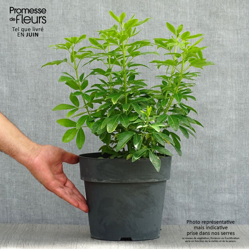 Spécimen de Choisya ternata Sundance - Oranger du Mexique Pot de 4L/5L tel que livré en été