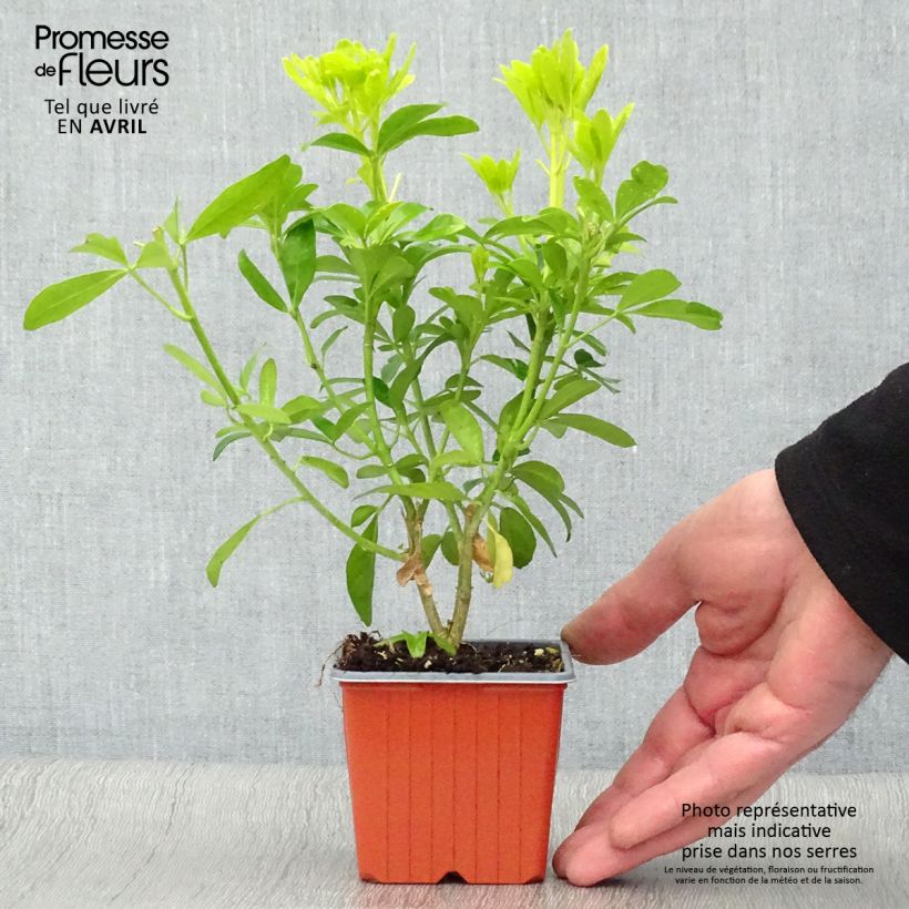 Spécimen de Choisya ternata Sundance - Oranger du Mexique Godet de 8/9 cmHauteur livrée env. 10/15cm tel que livré au printemps