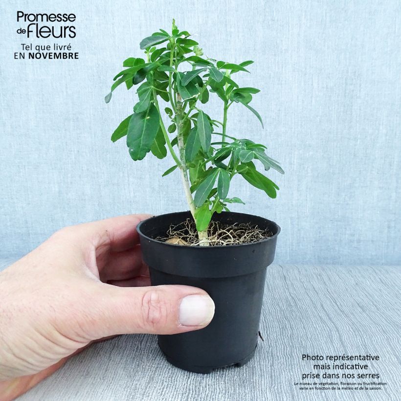 Spécimen de Choisya ternata - Oranger du Mexique Godet de 8/9 cm tel que livré en automne