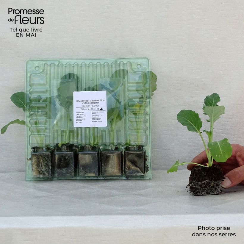 Spécimen de Chou Brocoli Marathon F1 en plants Motte 4 cm x 4,5 cm tel que livré au printemps