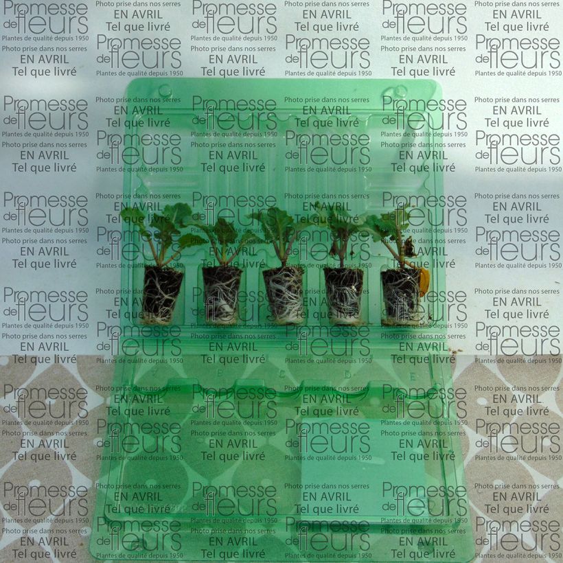 Exemple de spécimen de Chou Brocoli Marathon F1 en plants tel que livré